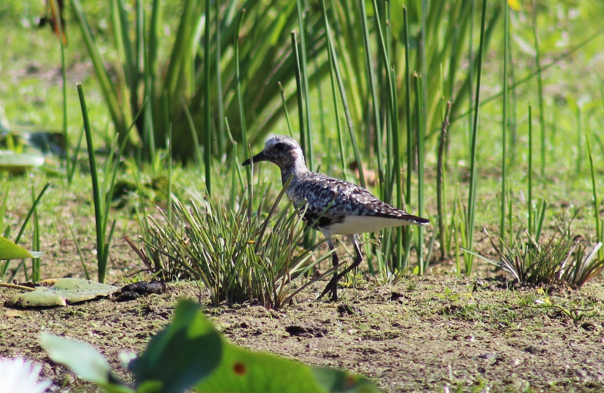 Black-bellied Plover - ML473171531