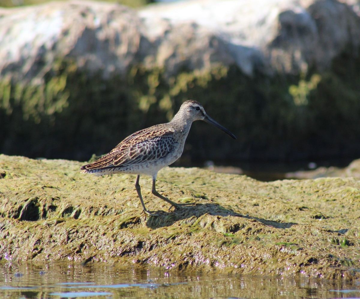 Short-billed Dowitcher - ML473171691