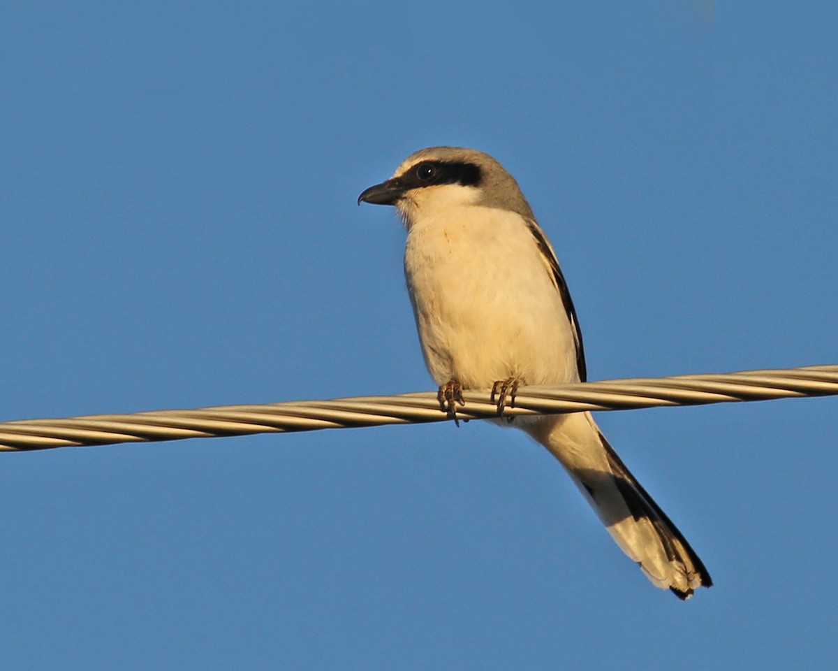 Loggerhead Shrike - ML47317171