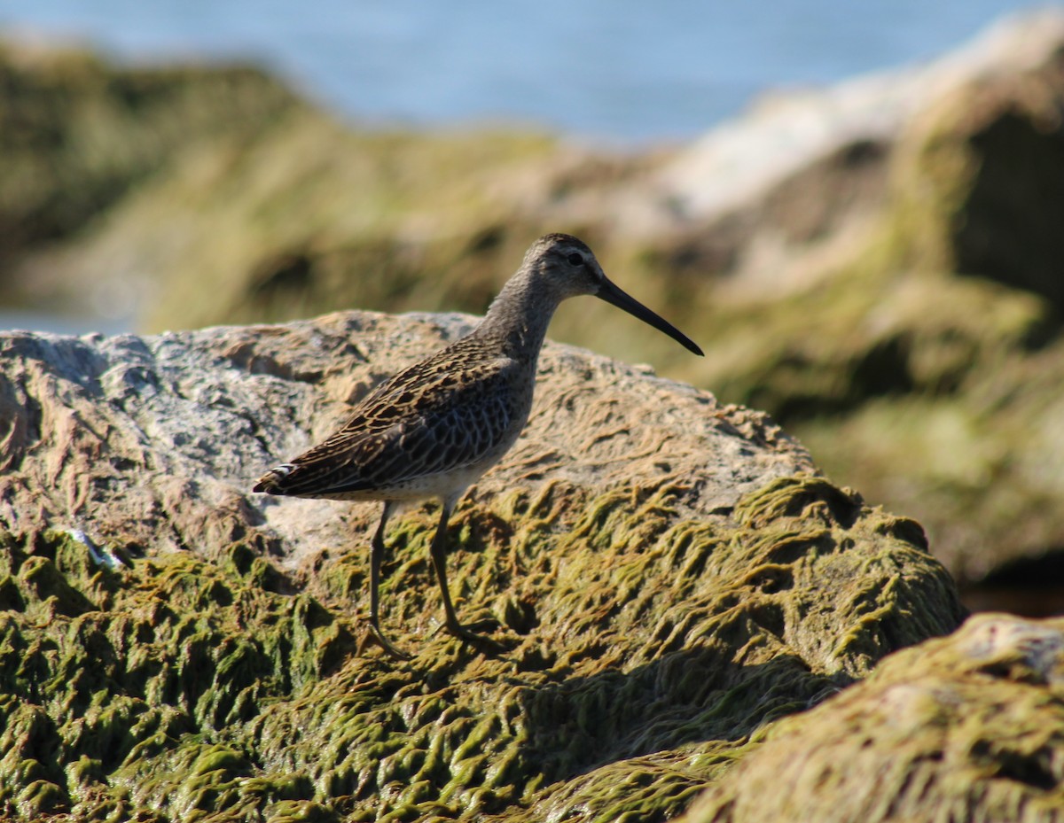 Short-billed Dowitcher - ML473172281