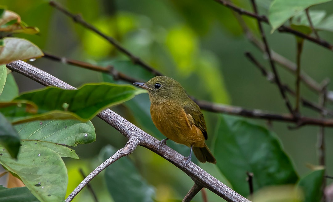 McConnell's Flycatcher - ML473174001