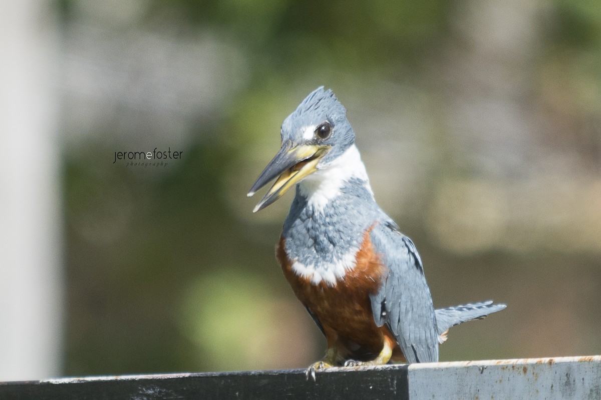 Ringed Kingfisher - ML47317761