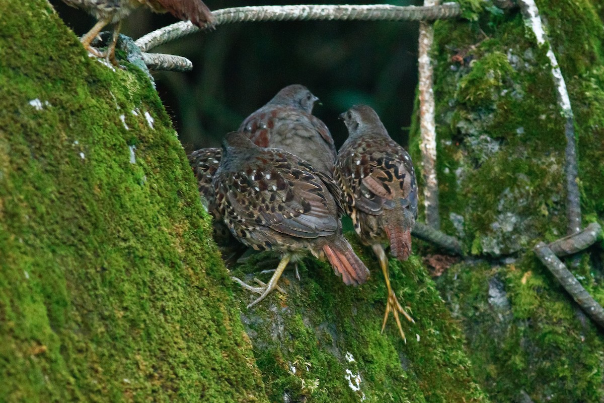 Taiwan Bamboo-Partridge - u7 Liao