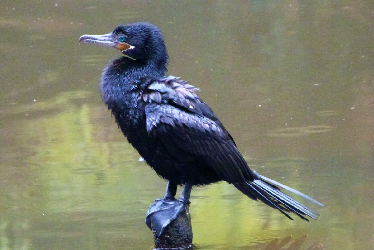 kormorán neotropický - ML473179301