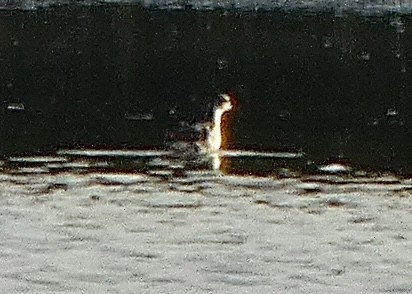 Red-necked Phalarope - ML473179841