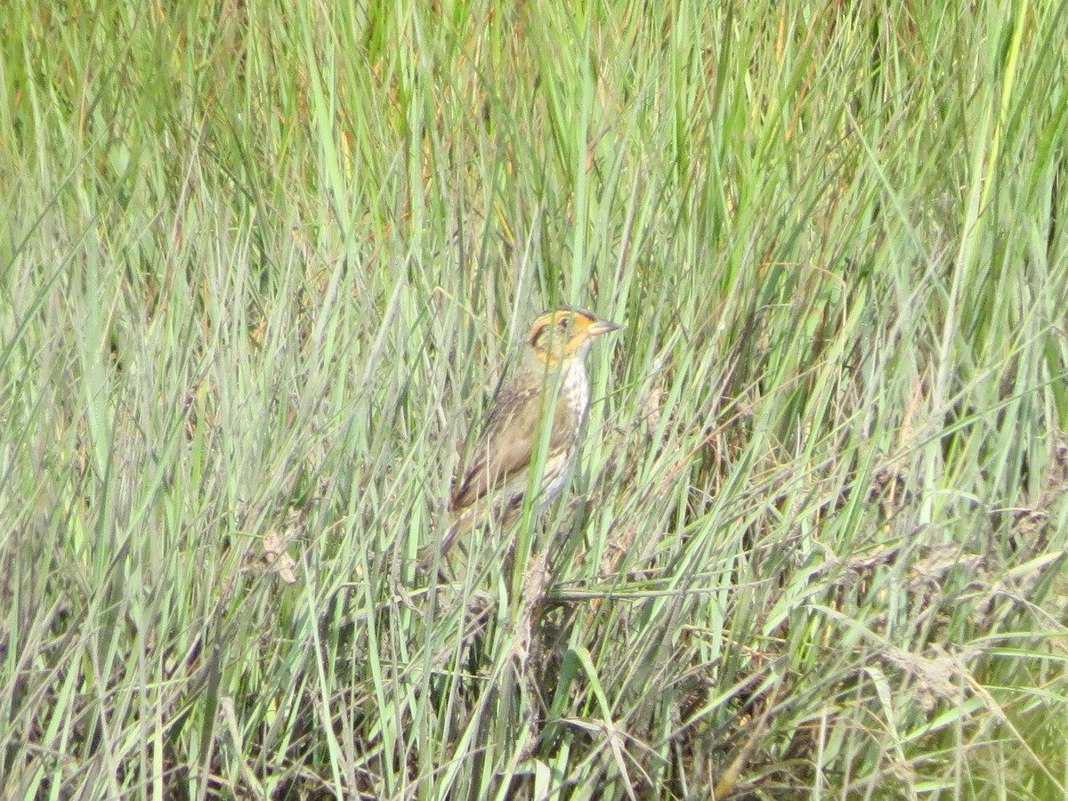 Saltmarsh Sparrow - Peter Johnson-Staub