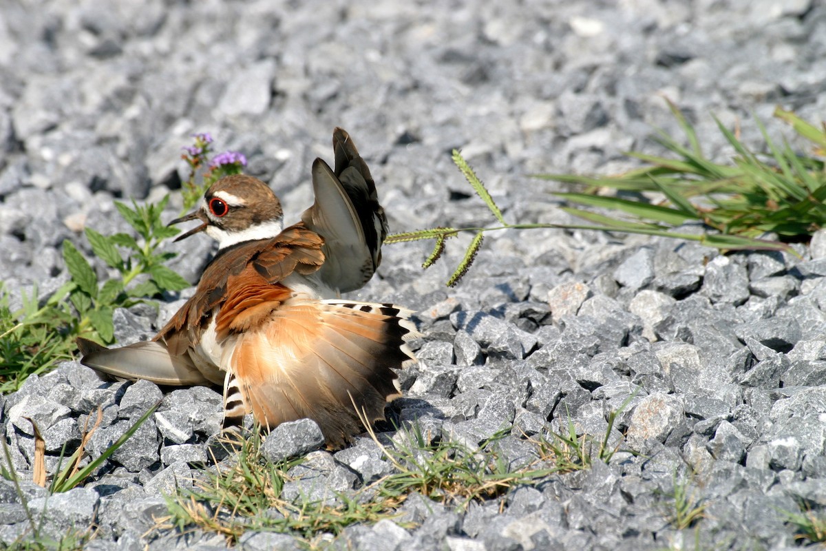 Killdeer - Pierre Howard