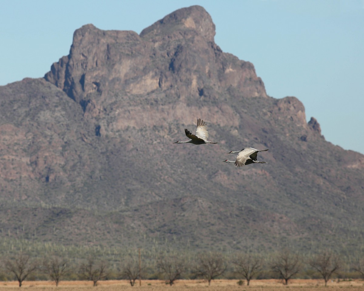 Grulla Canadiense - ML47318071