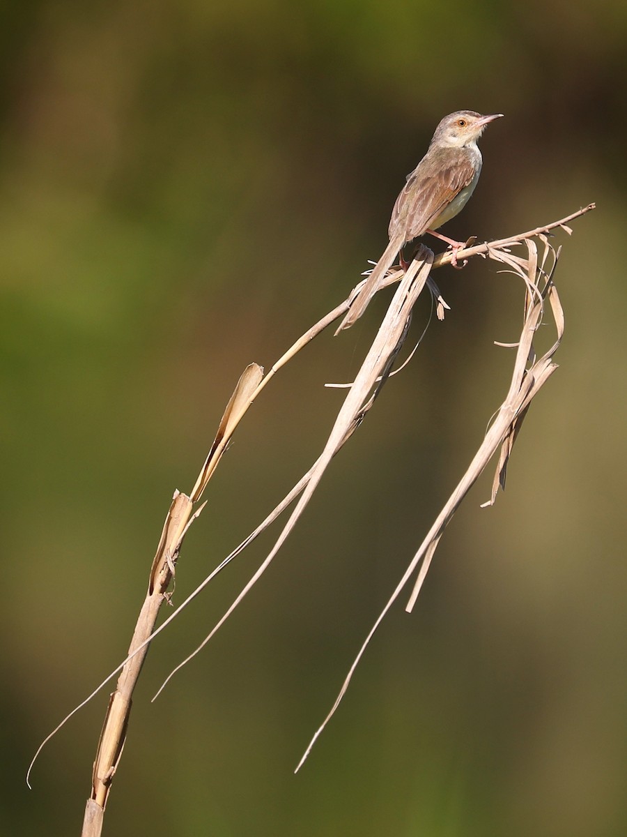 Plain Prinia - Matthias Alberti