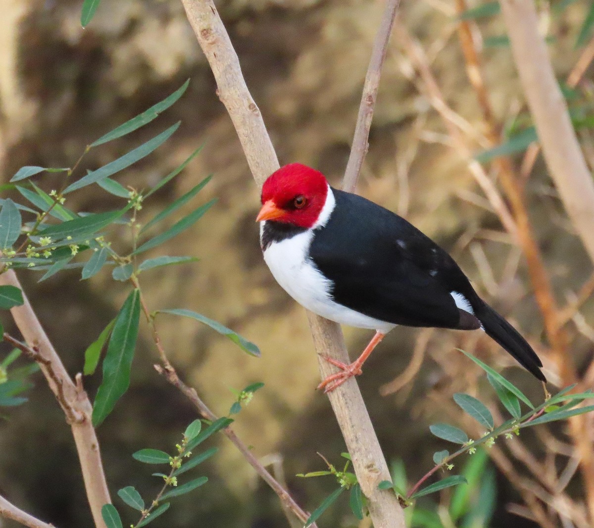 Yellow-billed Cardinal - ML473182111