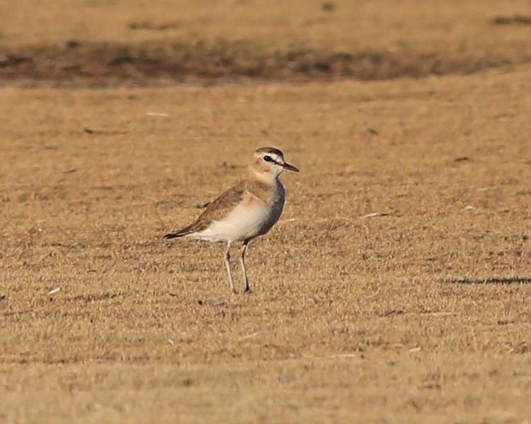 Mountain Plover - ML47318361