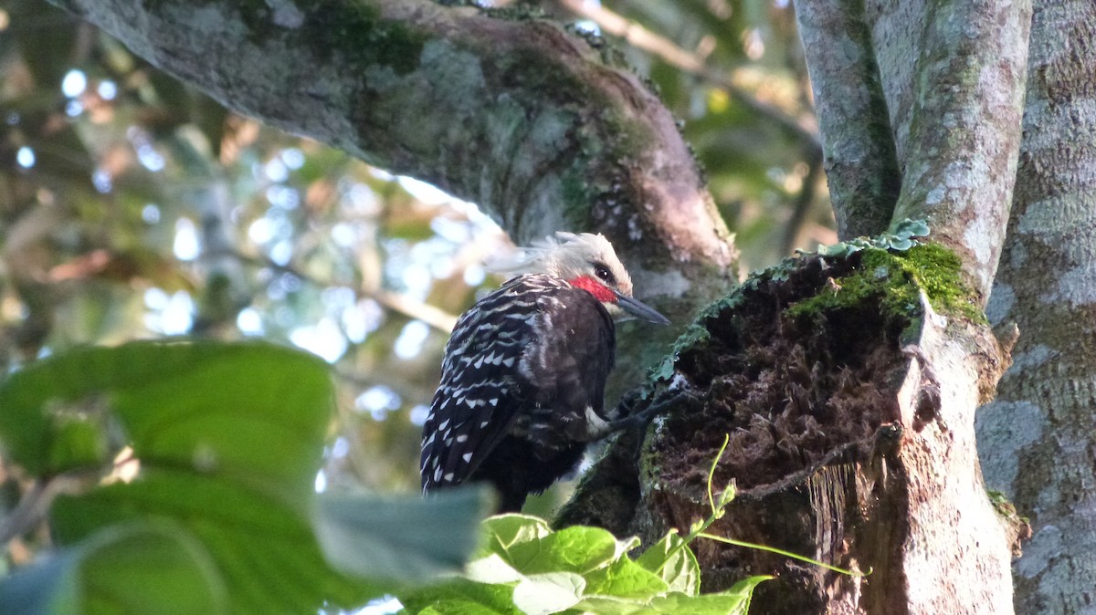 datel žlutohlavý - ML473183611