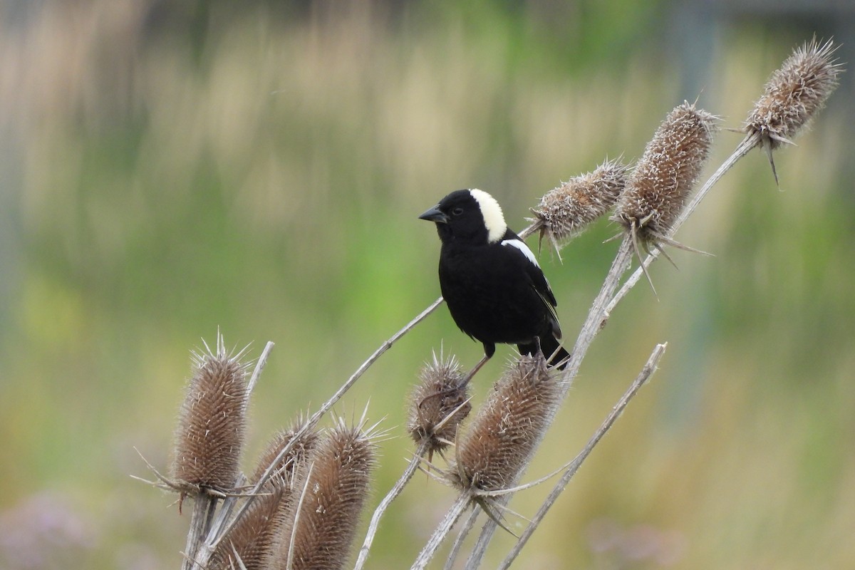 Bobolink - ML473183941