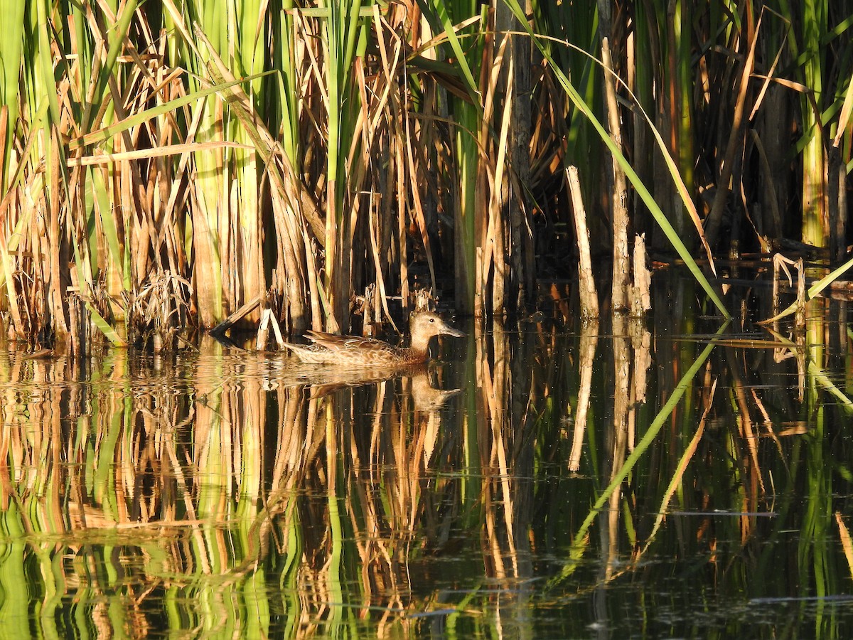 Cinnamon Teal - ML473184421