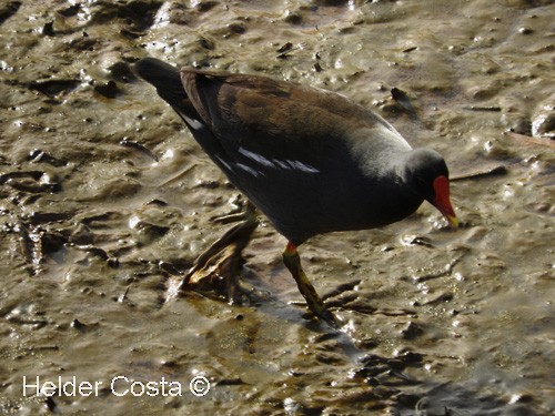 Eurasian Moorhen - ML47318461