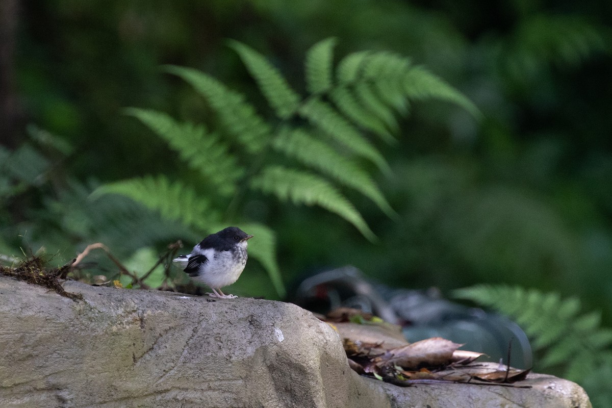 Little Forktail - Po-Wei Chi