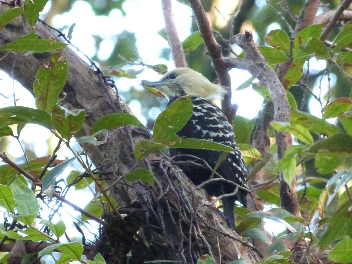 datel žlutohlavý - ML473184971