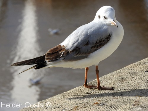 Black-headed Gull - ML47318531