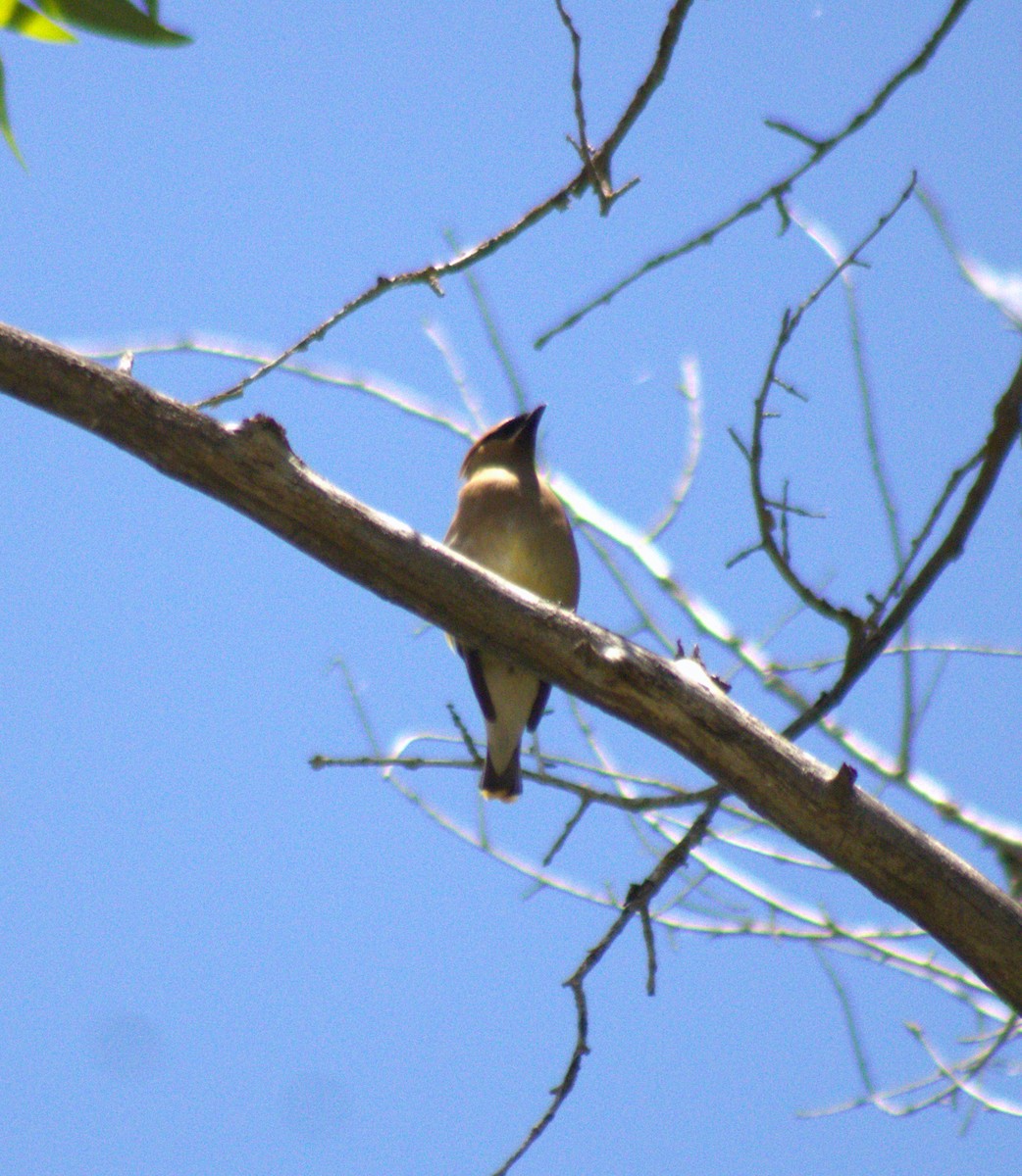 Cedar Waxwing - Don Carney