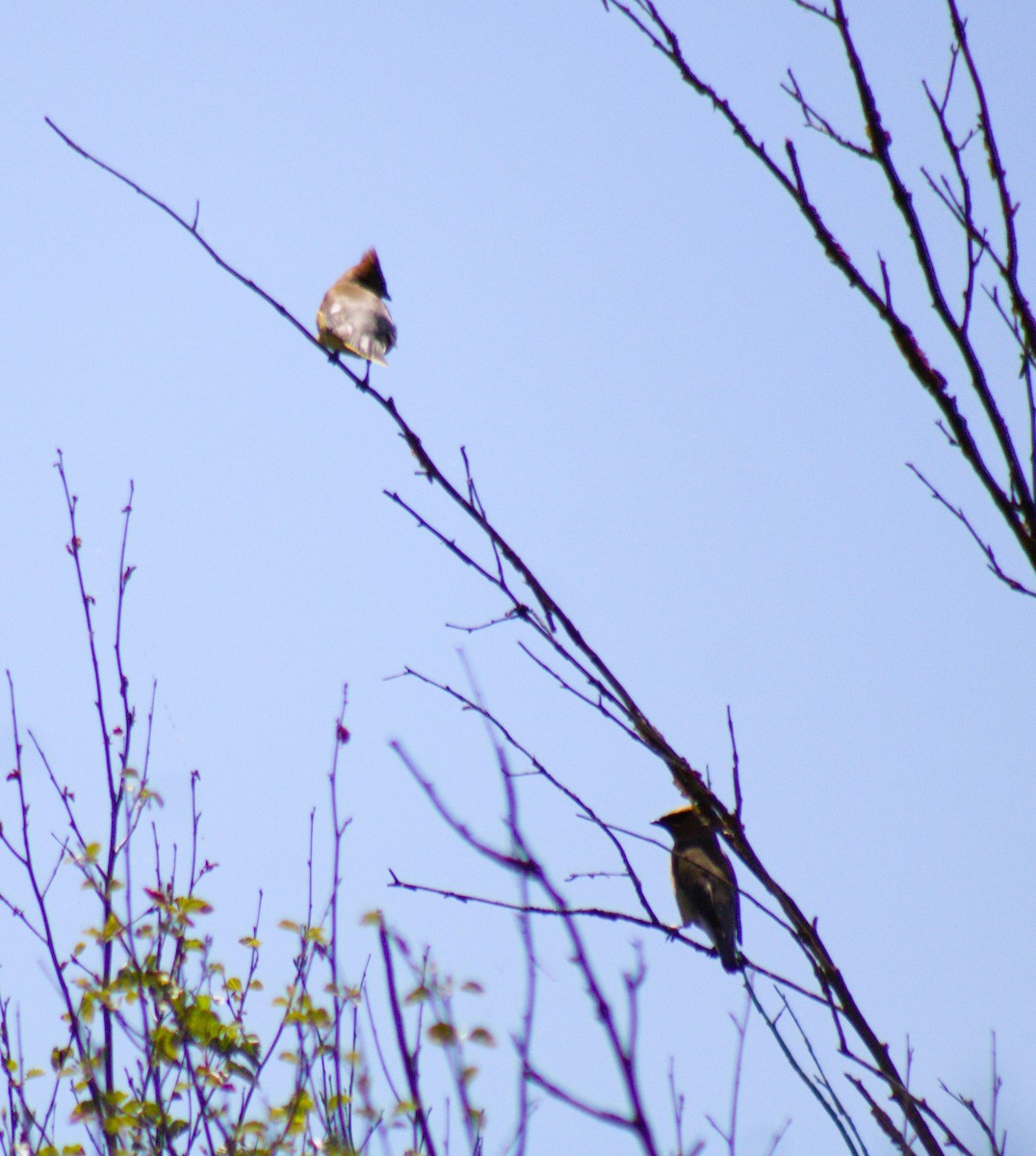 Cedar Waxwing - ML473185331