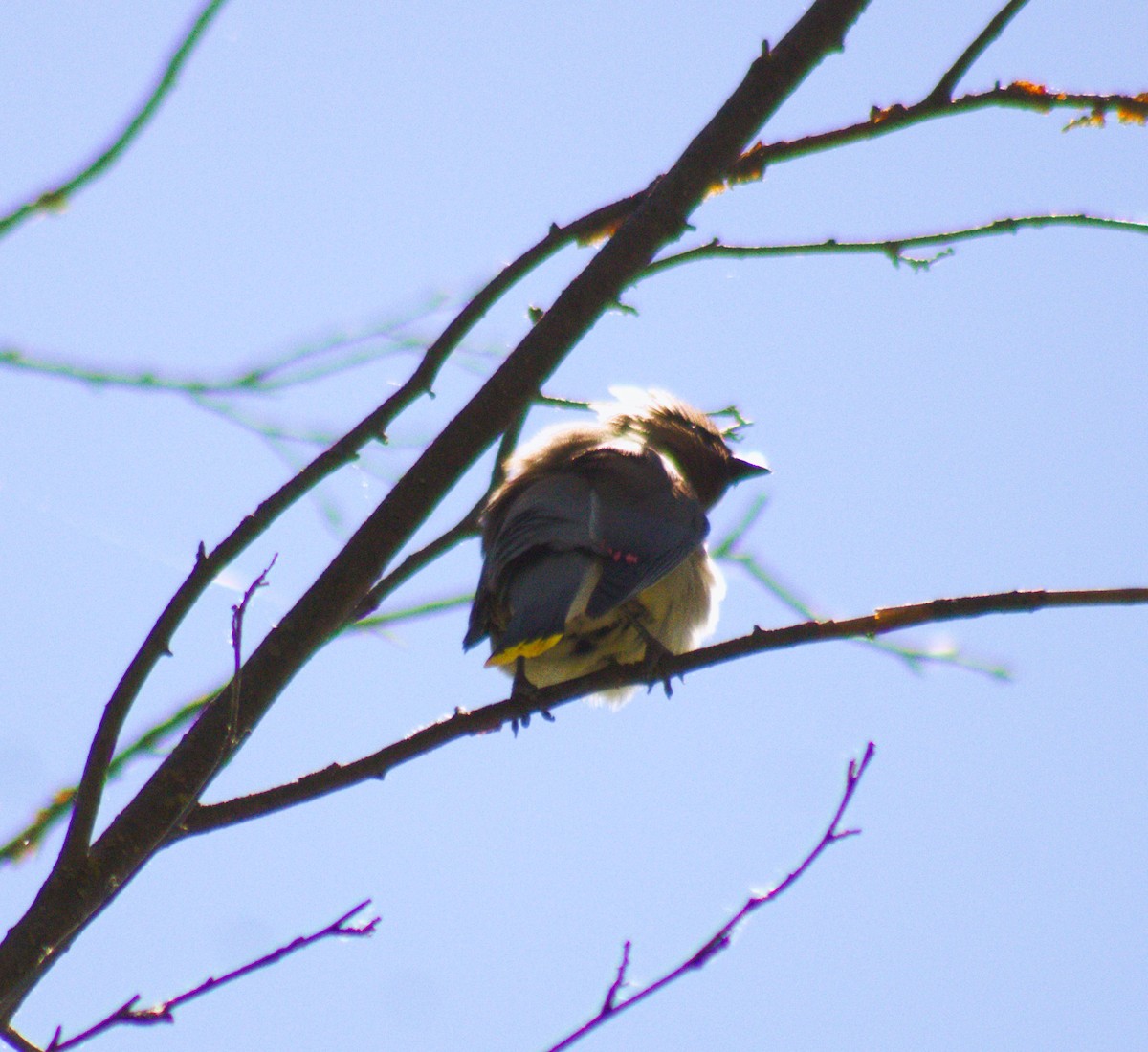 Cedar Waxwing - ML473185381