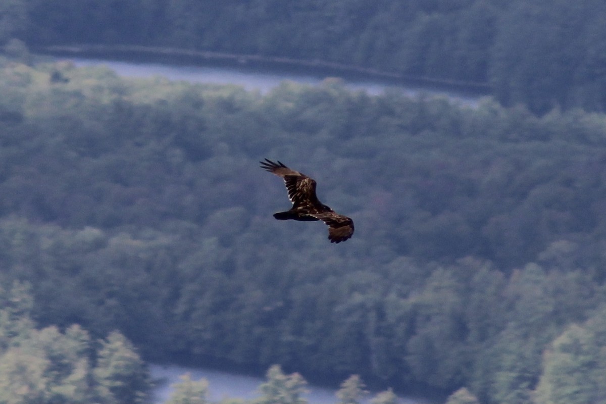 Turkey Vulture - ML473185641