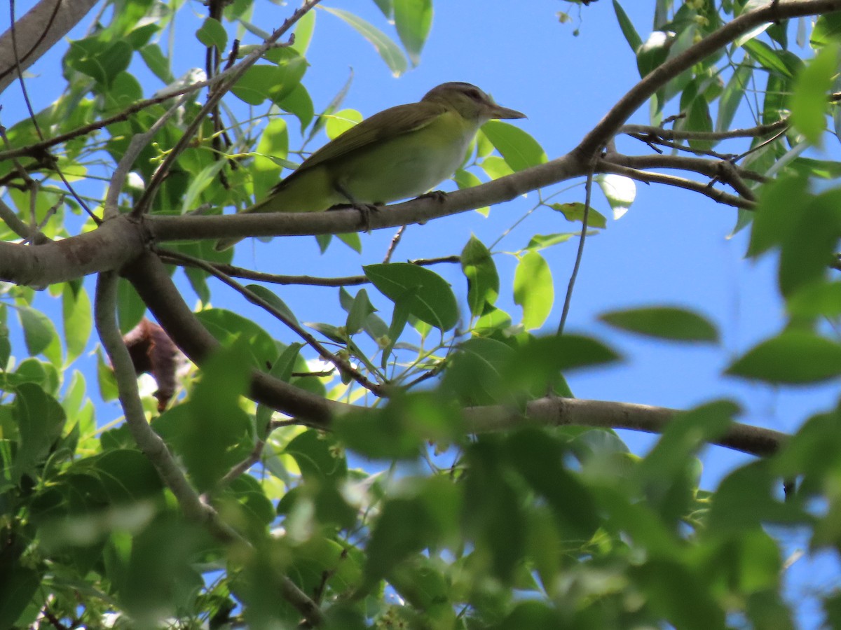 Yellow-green Vireo - Kevin Christman