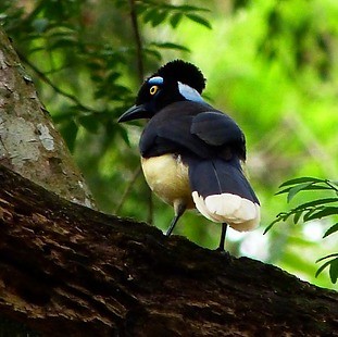 sojka chocholkatá - ML473186861