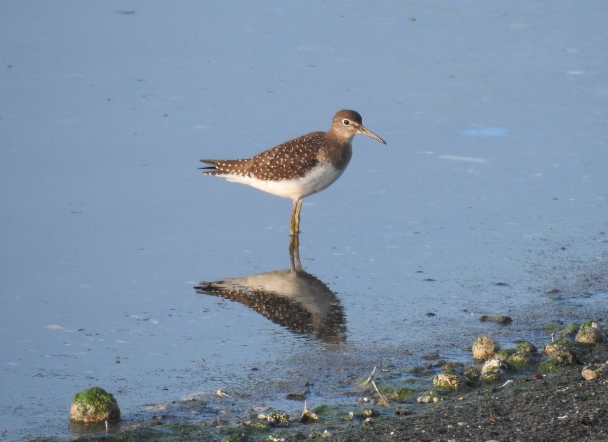 Solitary Sandpiper - ML473187341