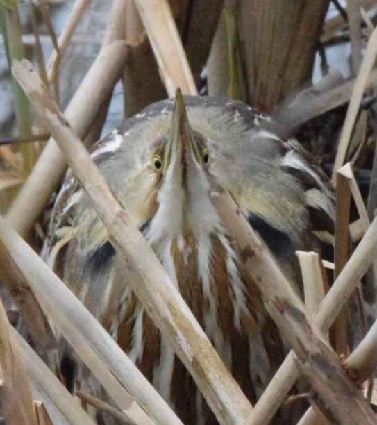 American Bittern - ML47318771