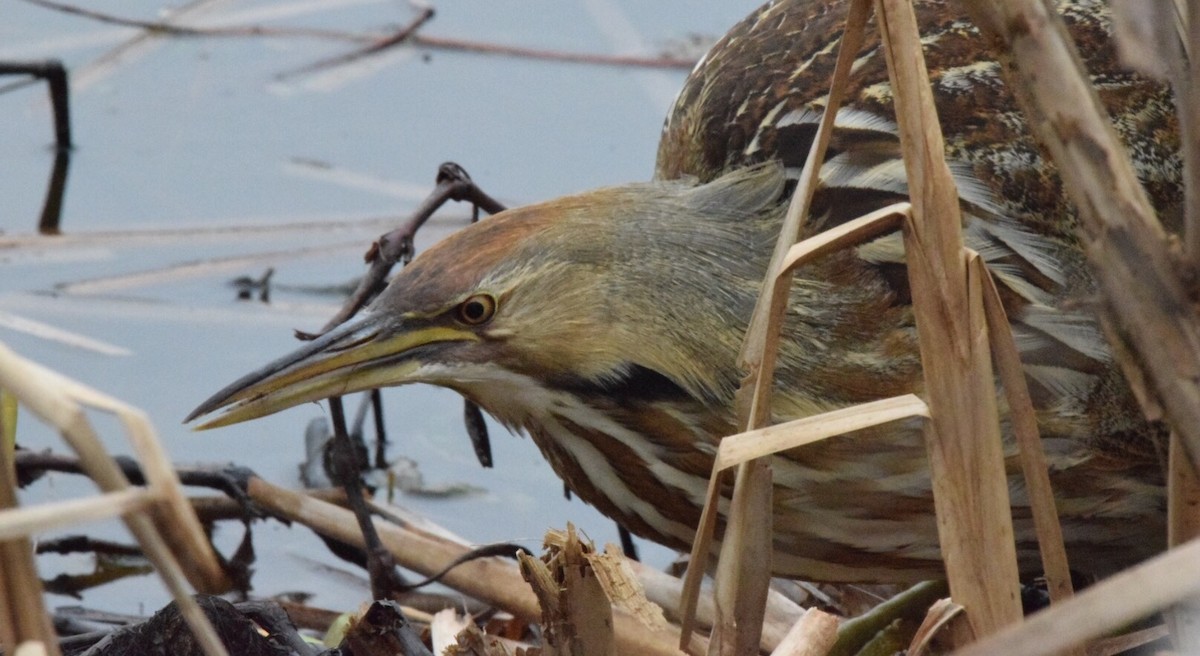 American Bittern - ML47318781