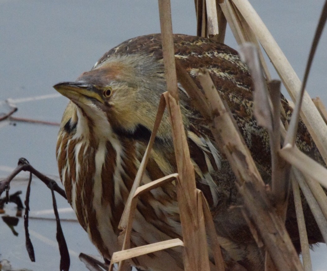 American Bittern - ML47318791