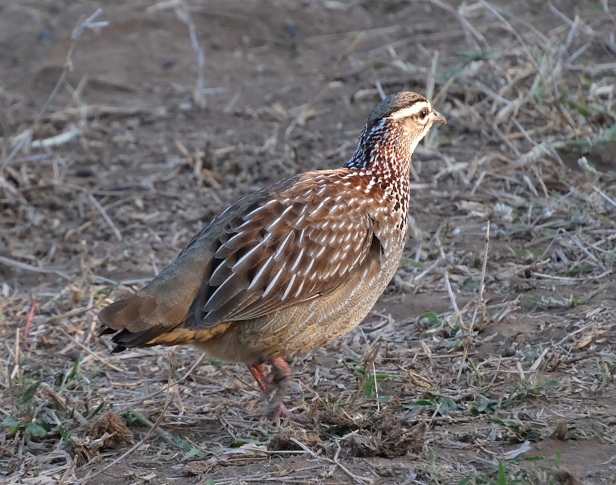 Crested Francolin - ML473188041