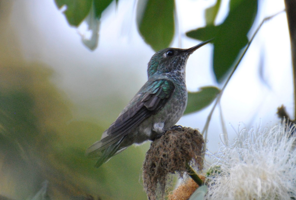 kolibřík pestrý - ML473188091