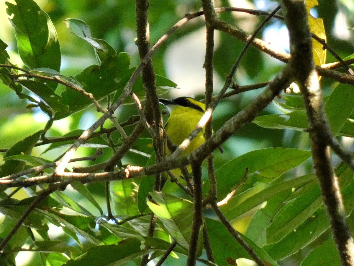 Yellow-browed Tody-Flycatcher - ML473188231