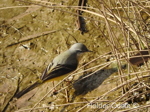 Gray Wagtail - ML47318881