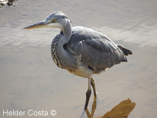 Gray Heron - ML47318931