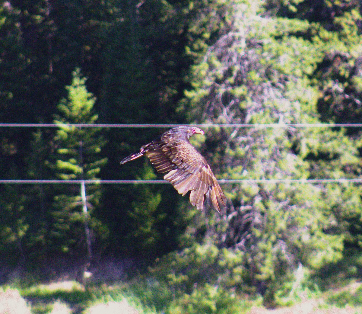 Turkey Vulture - ML473190301