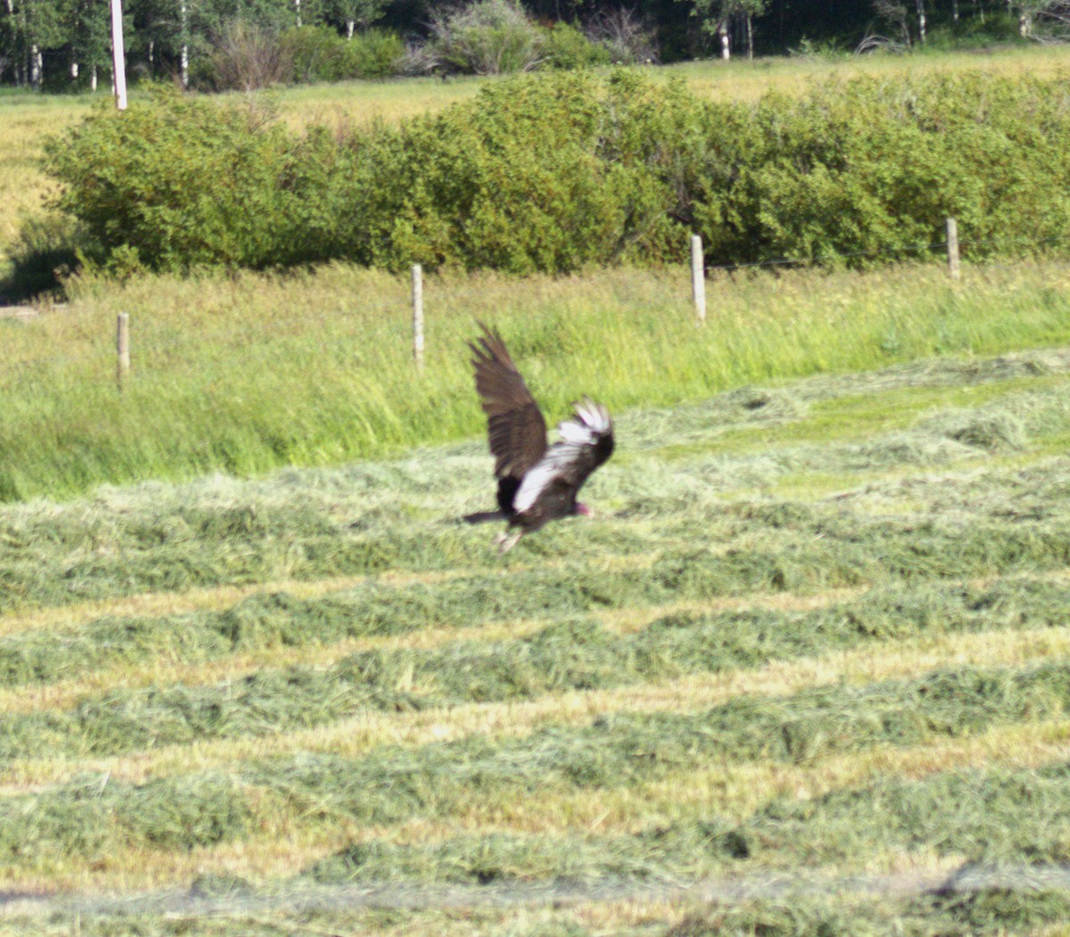 Turkey Vulture - ML473190311