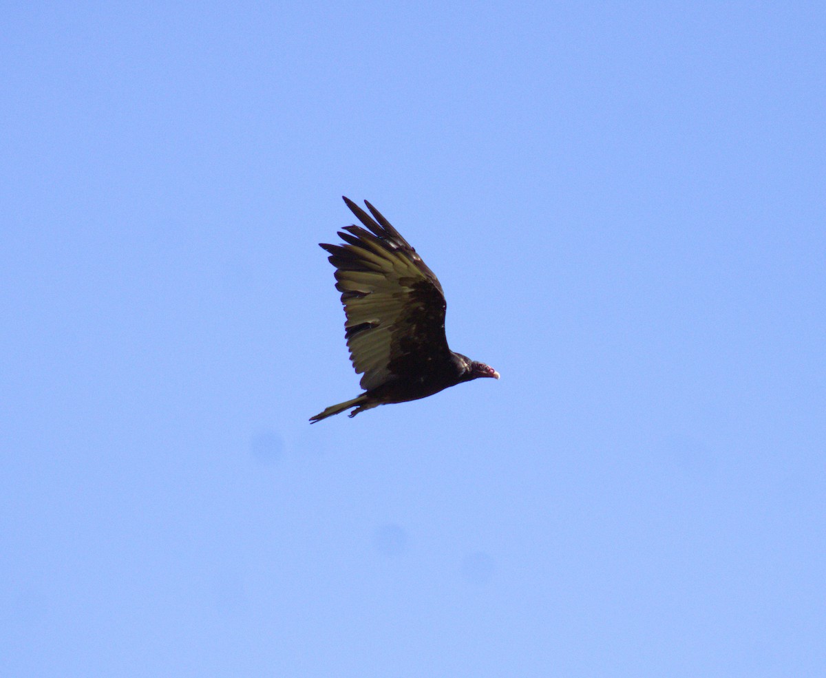 Turkey Vulture - ML473190341