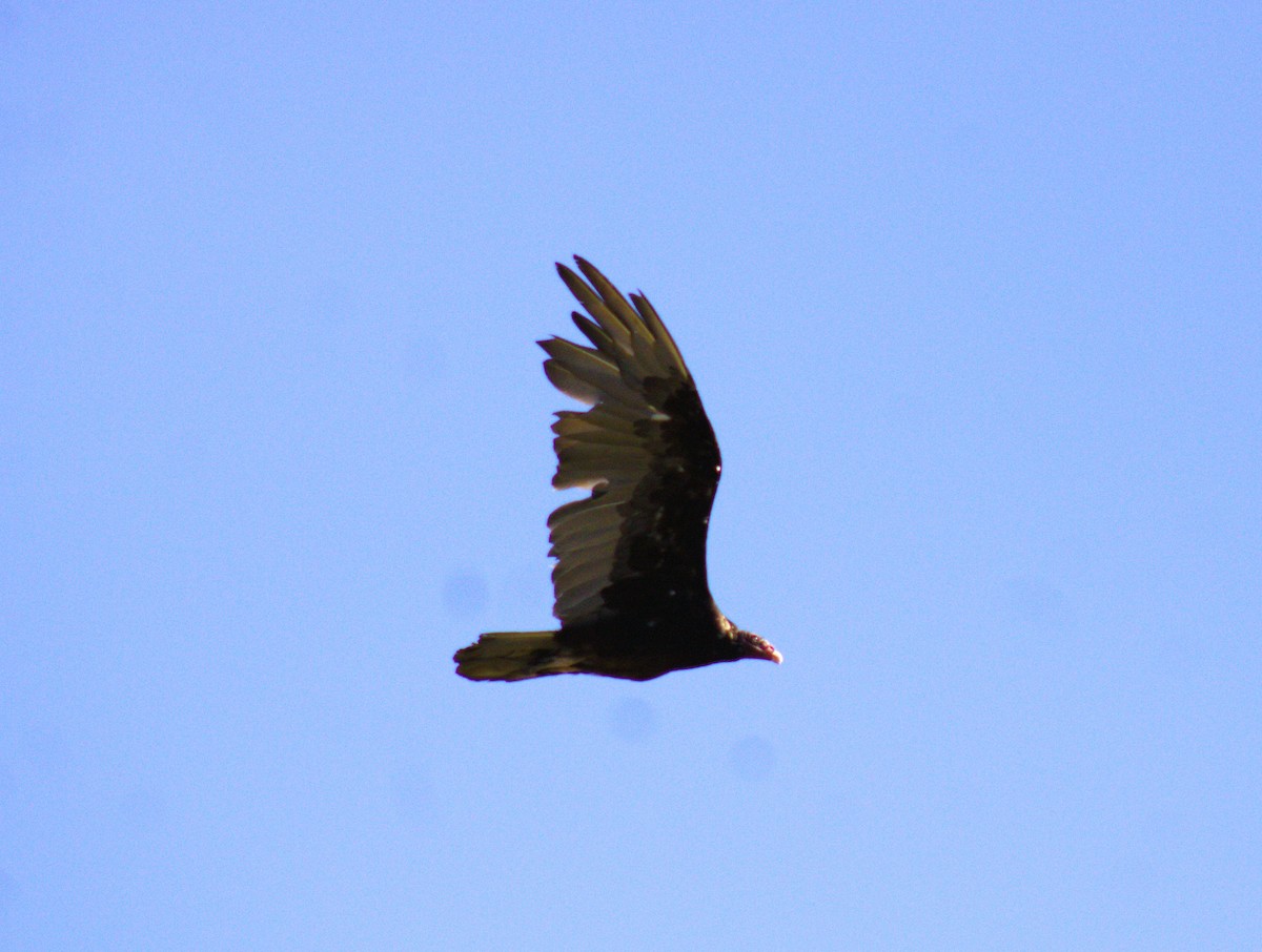 Turkey Vulture - ML473190371