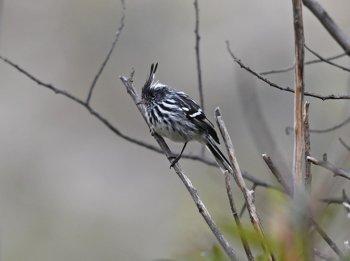 Black-crested Tit-Tyrant - ML473190451