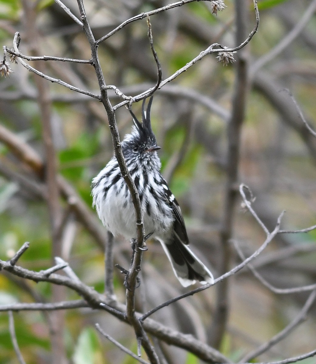 Black-crested Tit-Tyrant - ML473190461