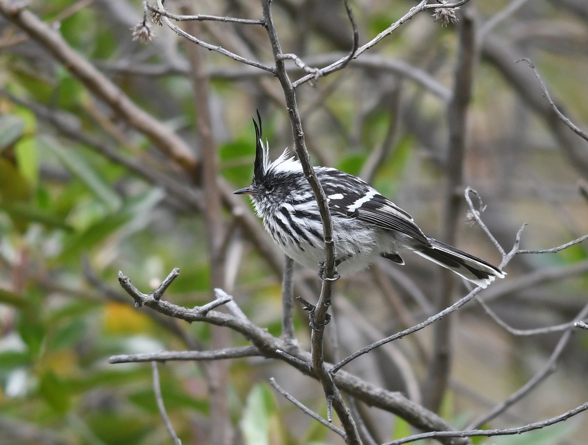 Black-crested Tit-Tyrant - ML473190471