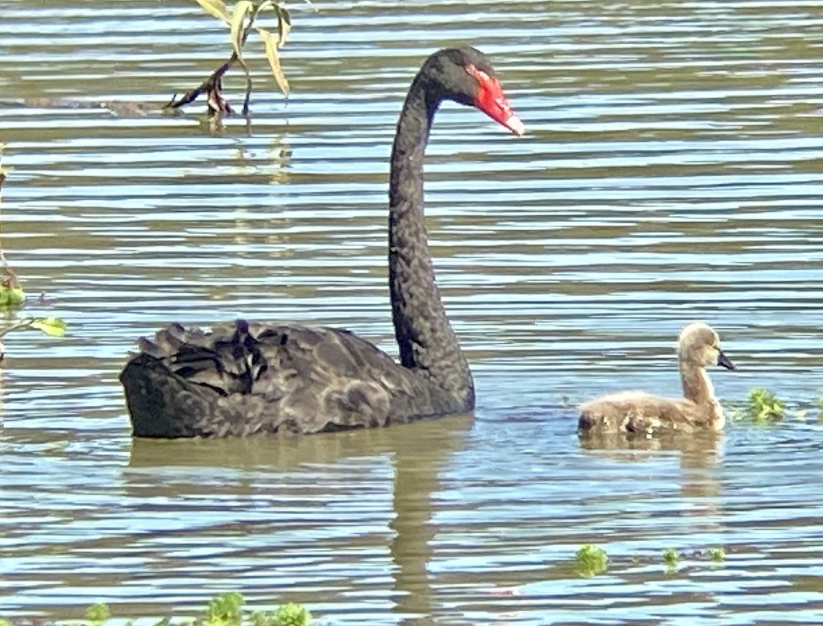 Cygne noir - ML473192131