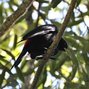 Red-rumped Cacique - ML473192711