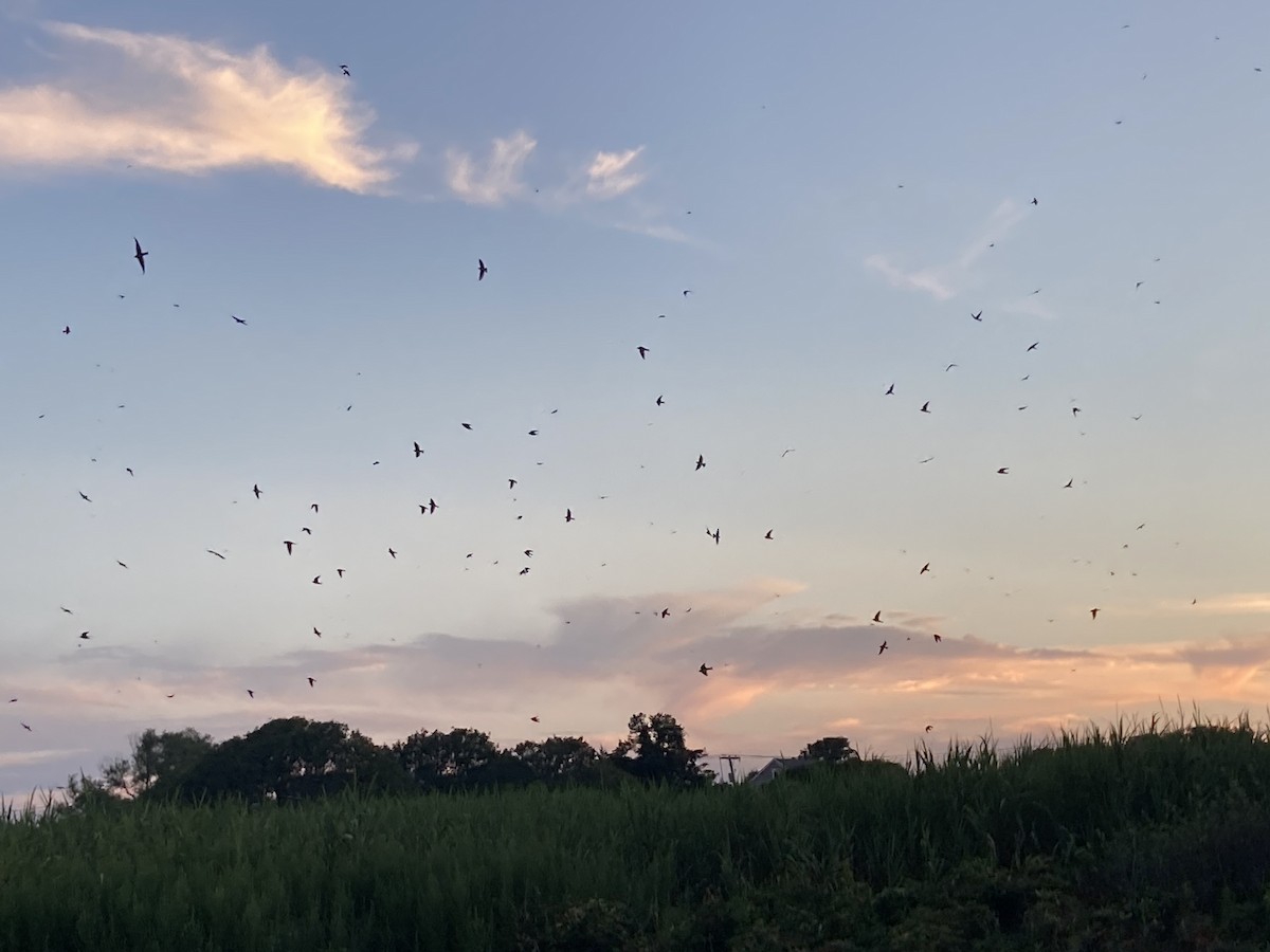 Purple Martin - Sam Miller