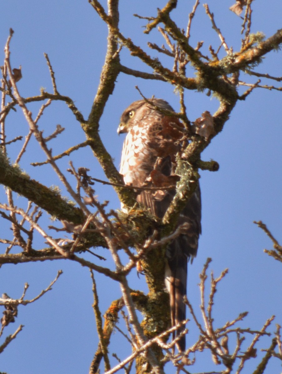 Sharp-shinned Hawk - ML47319471