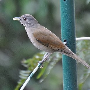 drozd bledoprsý - ML473195231