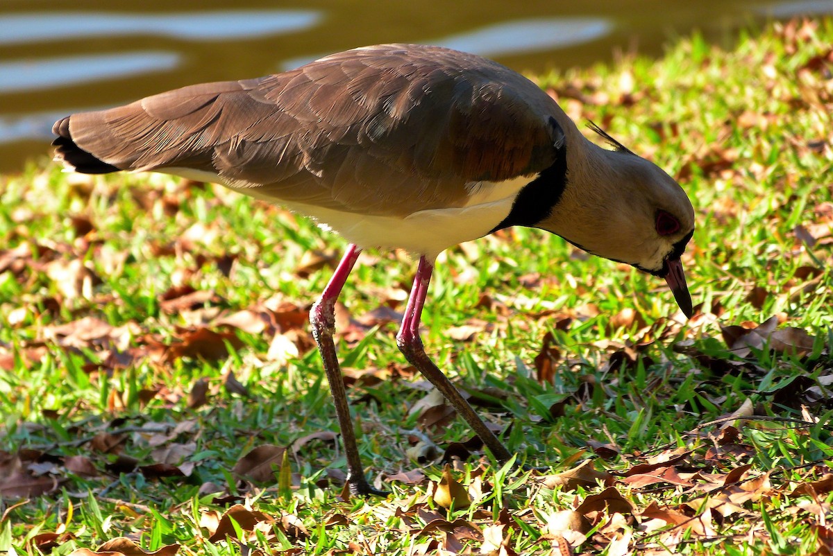 čejka jihoamerická - ML473196331